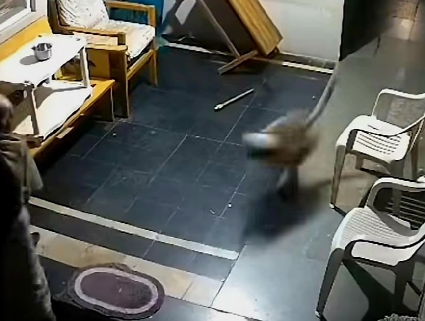 Monkey attack in Karnataka