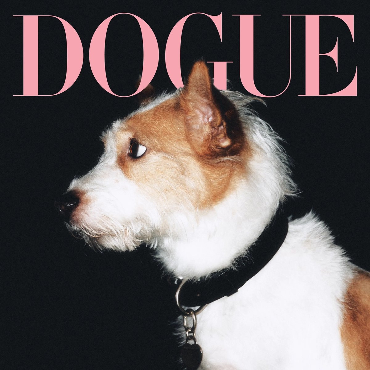 Dogue magazine cover dog