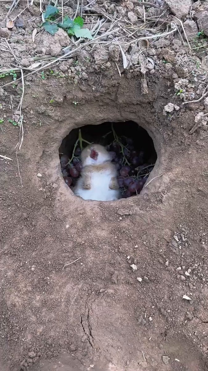 Rabbit with grapes