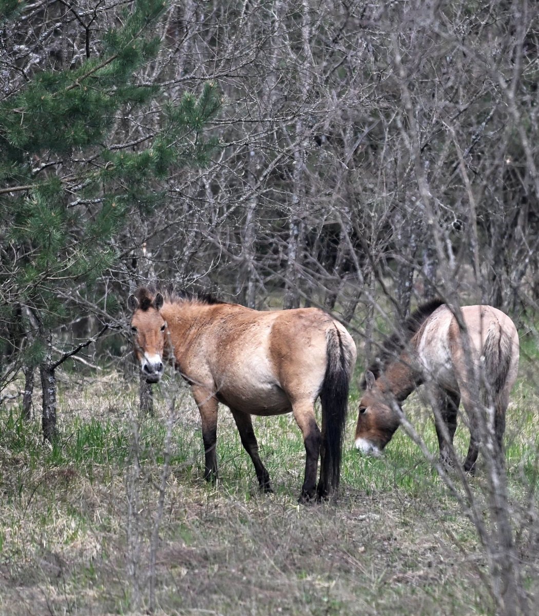Chernobyl wildlife recovery (photo 2 of 2)