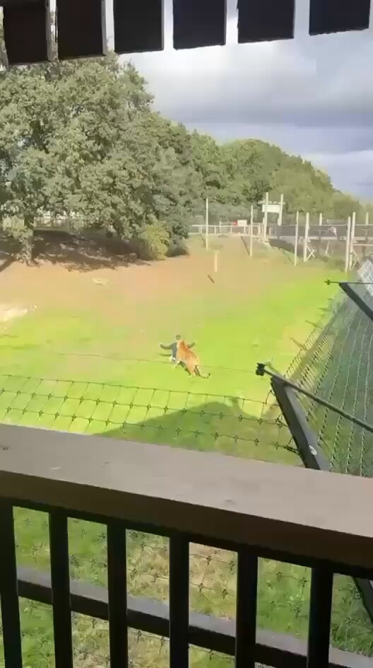 Yorkshire Wildlife Park tiger attack