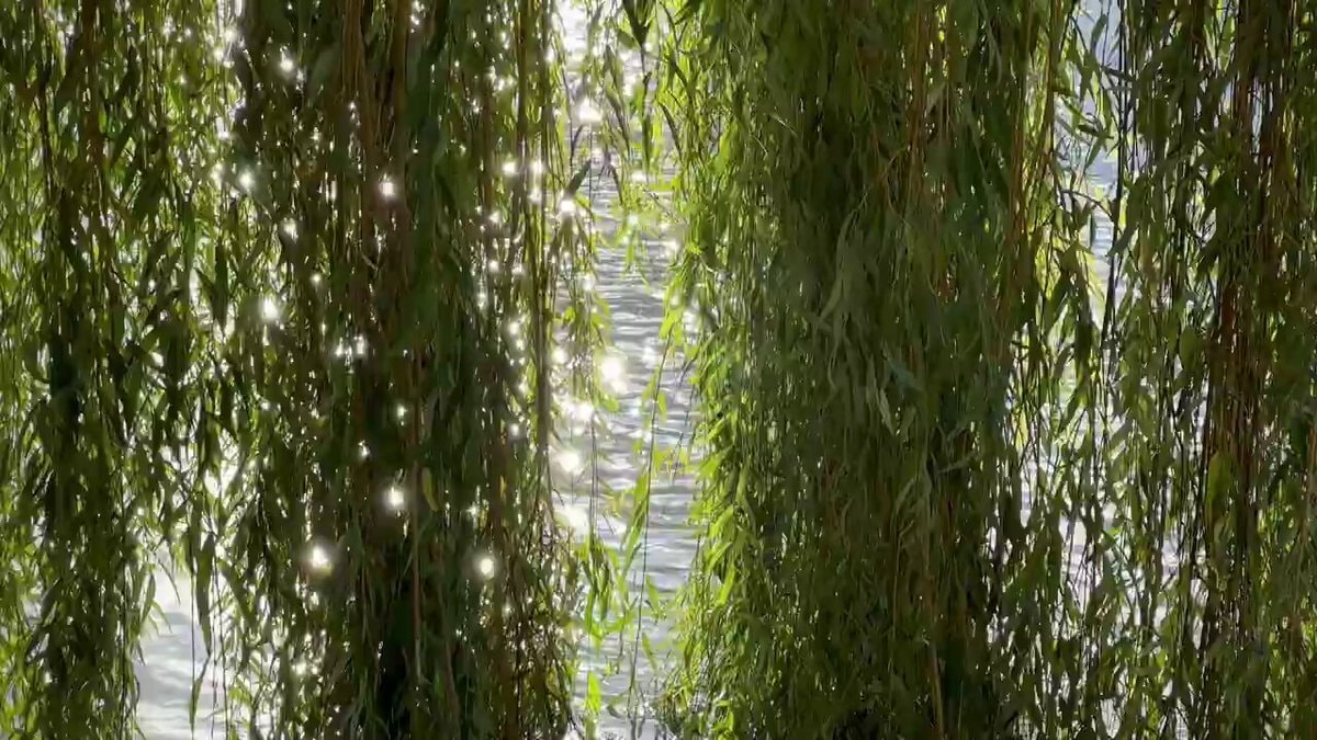 willow branches over sunlit water