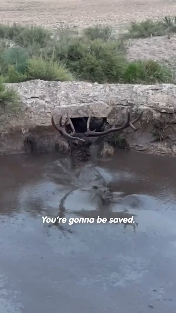 Family rescues stag from well