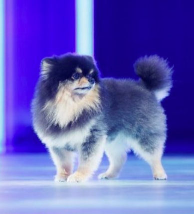 Taehyung and Yeontan stage debut (photo 2 of 2)