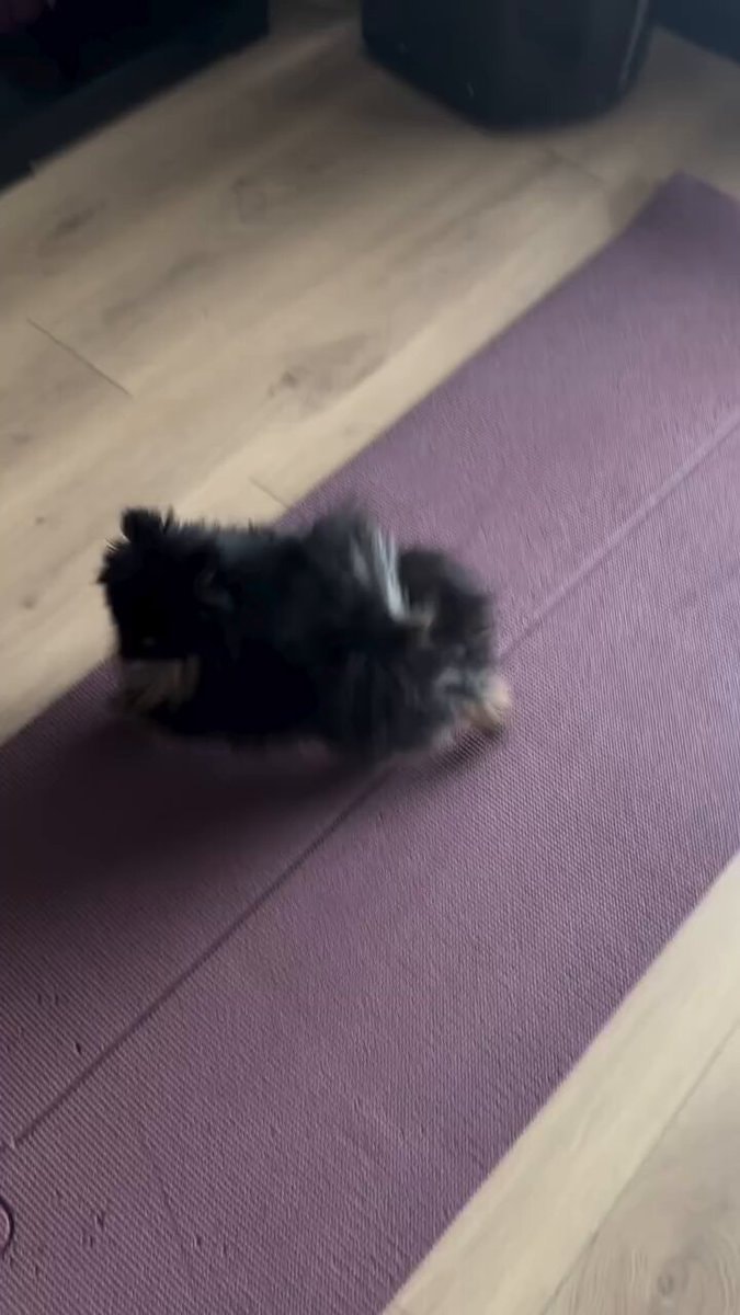 Dog on yoga mat