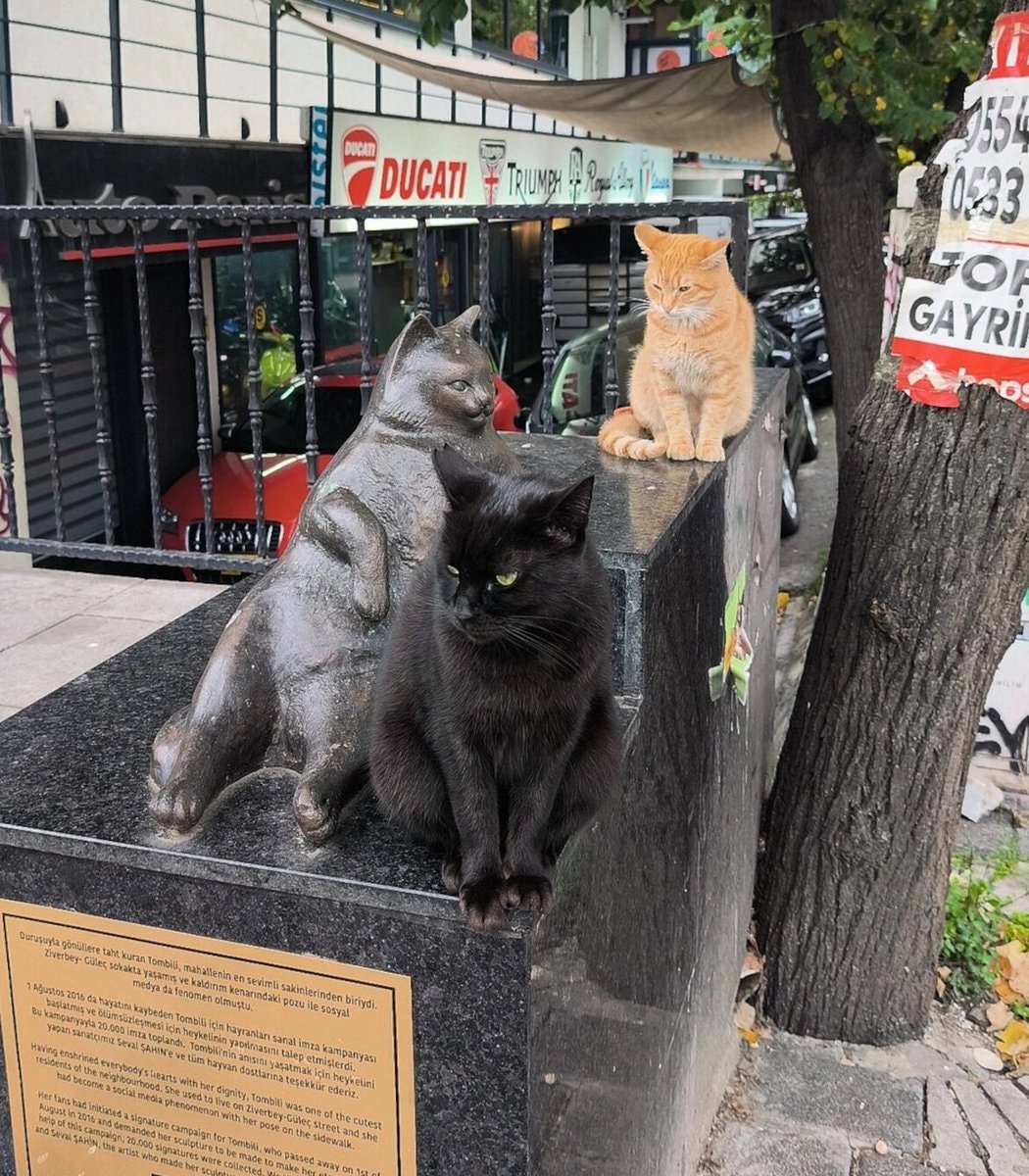 Tombili memorial cat statue in Turkey (photo 2 of 2)