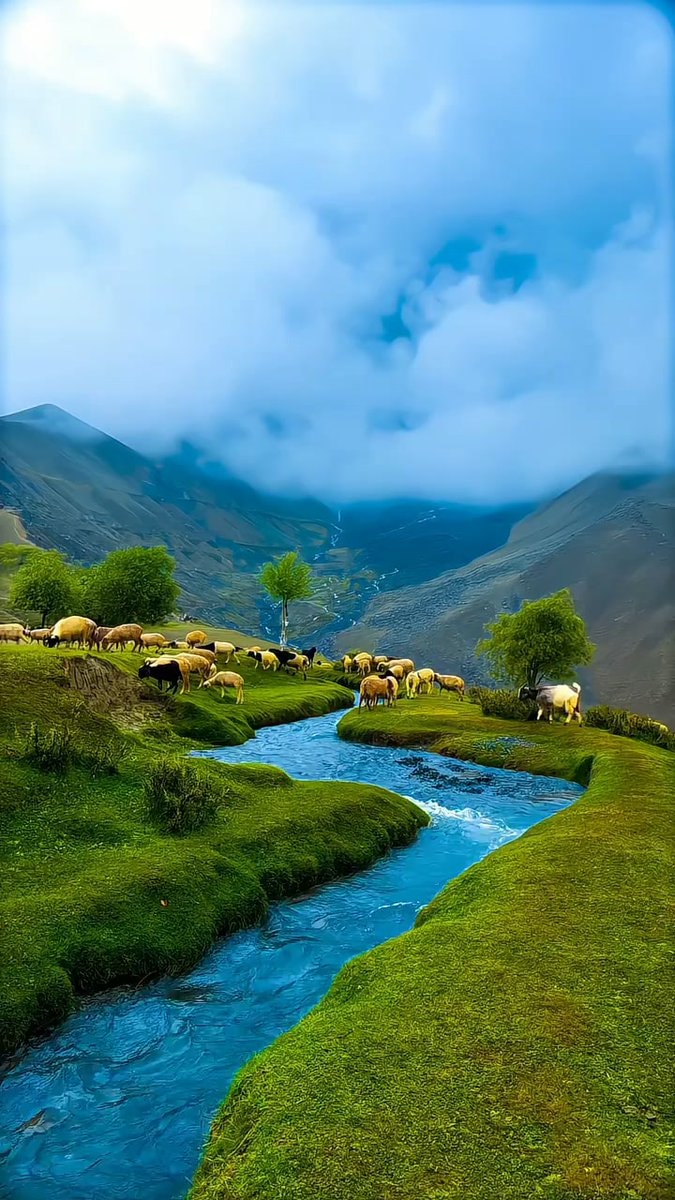 Sheep grazing by the river