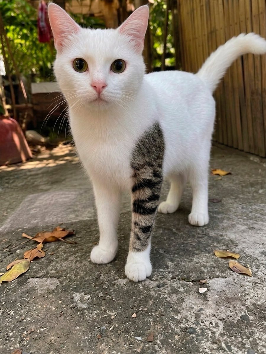 Cat with full paw tattoo marking