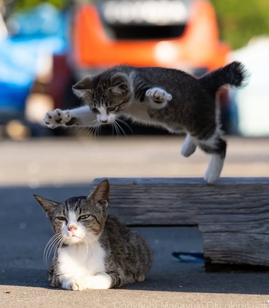 Masayuki Oki street cats Japan (photo 2 of 4)