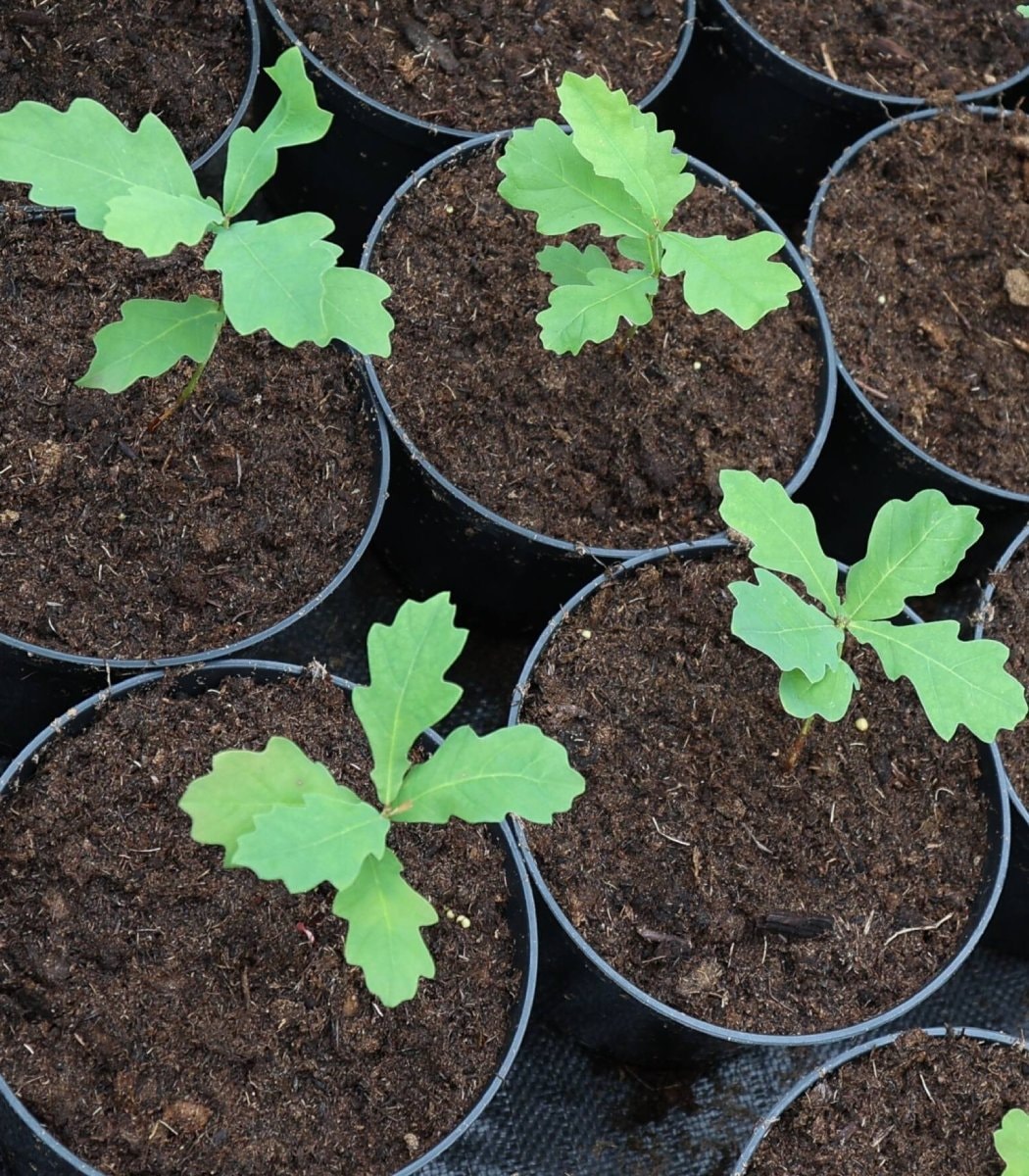 Jim Crouch oak seedlings California
