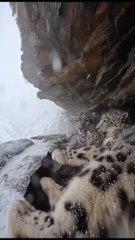 Snow leopard family in storm