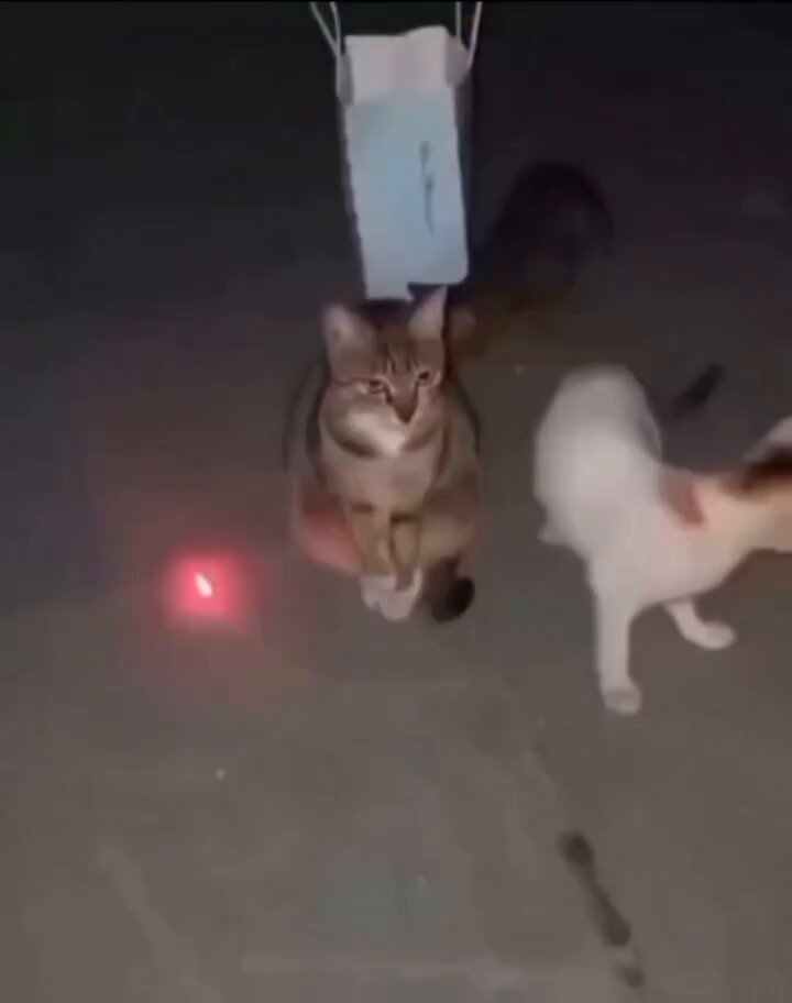 Two cats playing with laser pointer Two cats playing with laser pointer