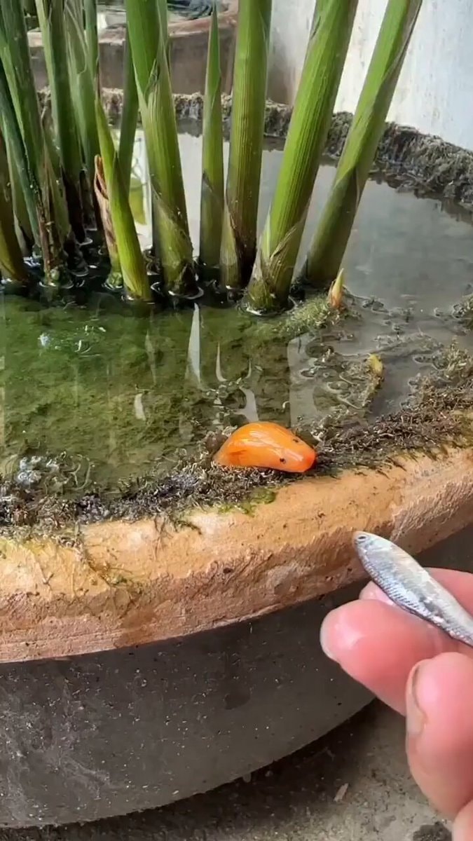 Asian Swamp Eel