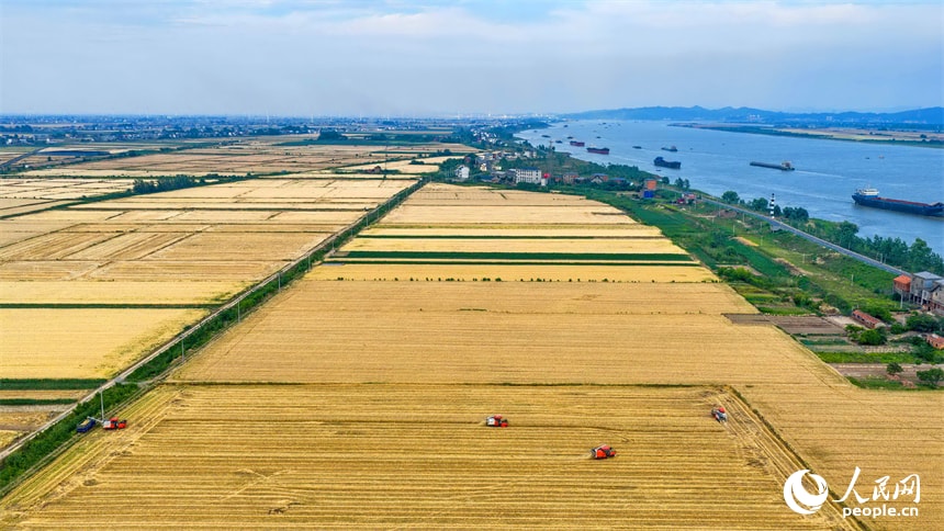 Chaisang District Wheat Harvest Jiangxi (photo 2 of 4)