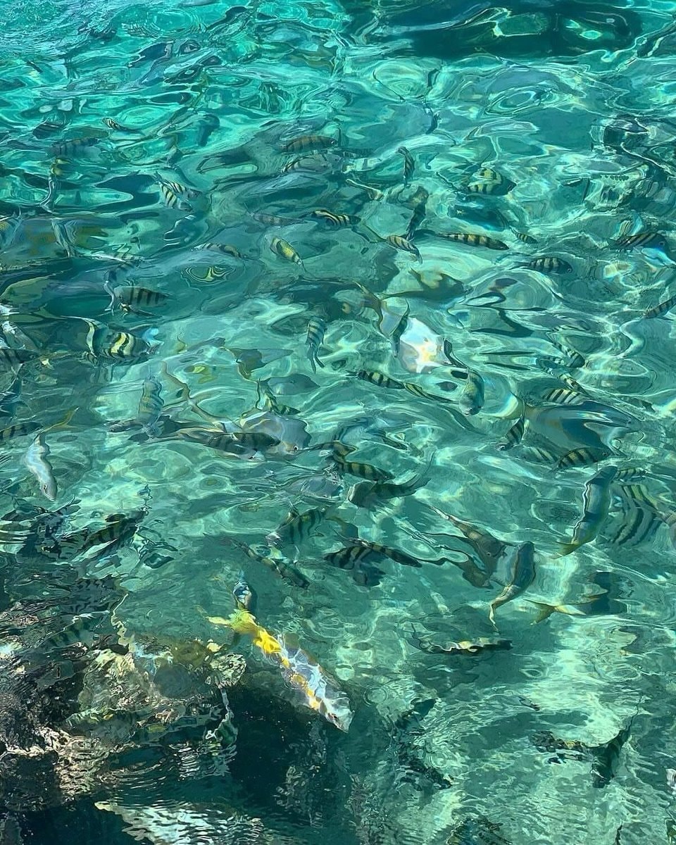 starfish in clear water (photo 3 of 4)