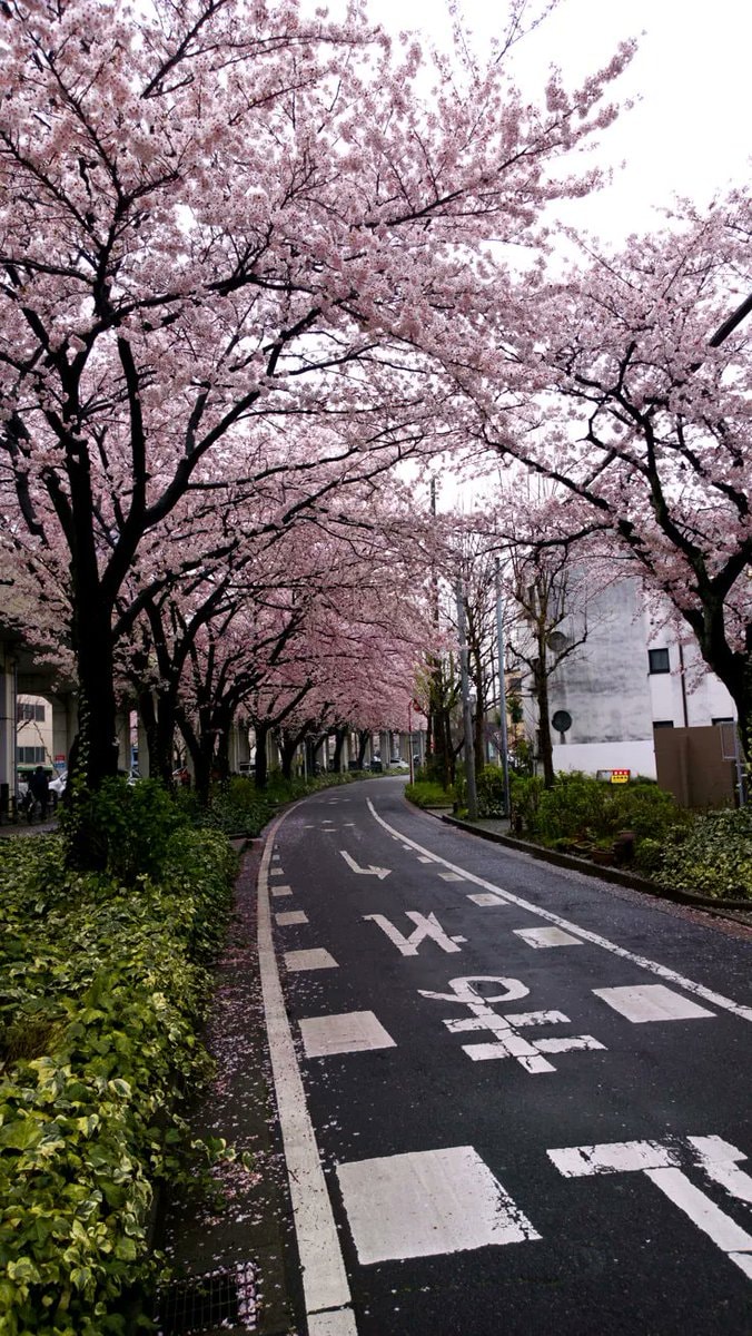 Cherry Blossom Japan Mount Fuji 🌸 (photo 3 of 4)
