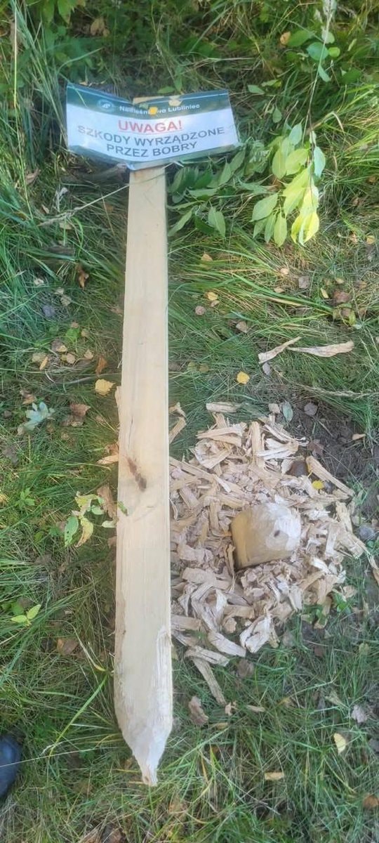 Beaver-chewed warning sign Poland