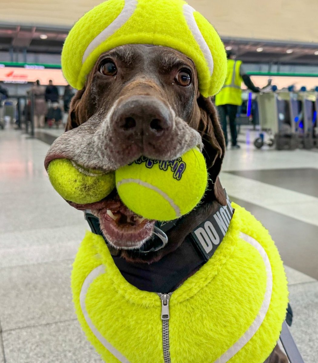 TSA Halloween patrol dogs (photo 3 of 4)