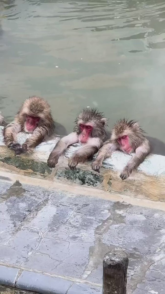 Japanese monkeys in hot spring