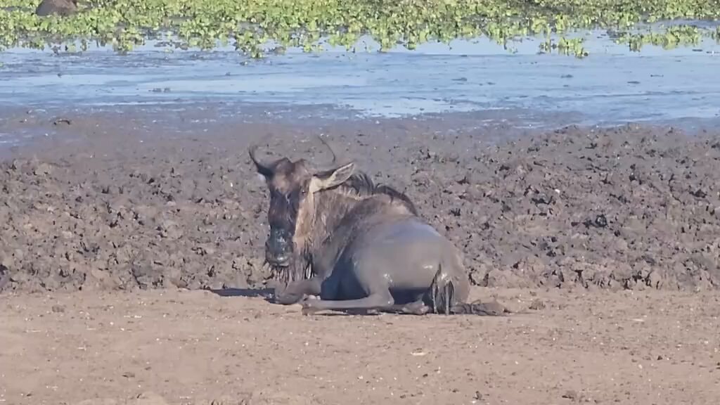wildebeest migration danger