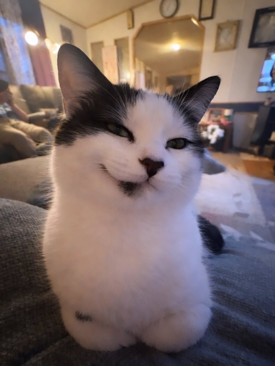 Black and white cat smirking