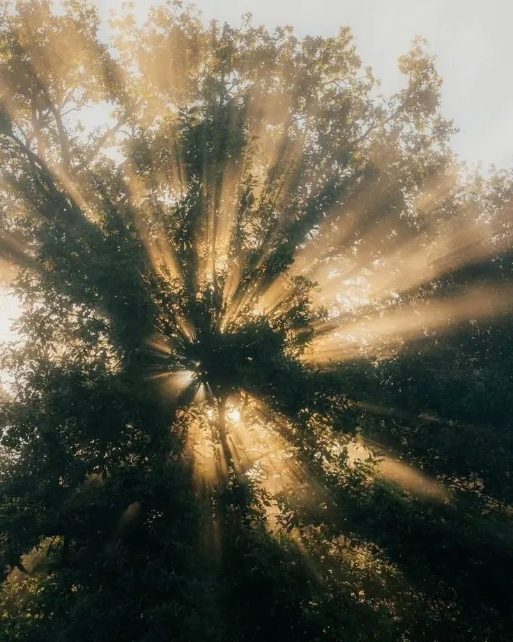 forest sunlight scene (photo 2 of 2)