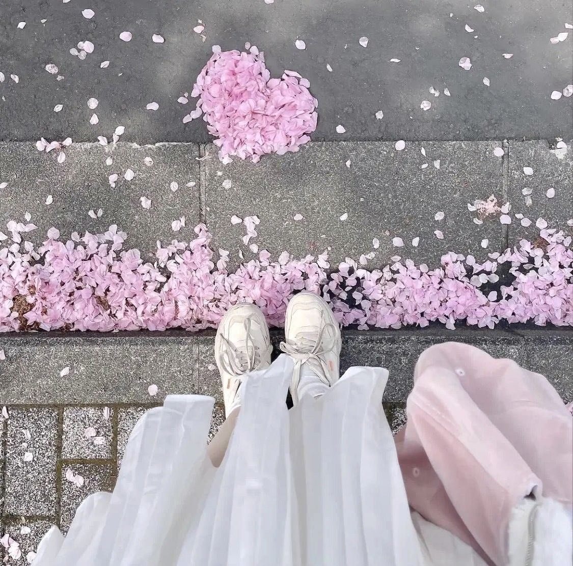 cherry blossom petals on pavement (photo 3 of 3)