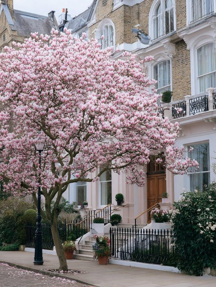 London magnolia bloom (photo 3 of 4)
