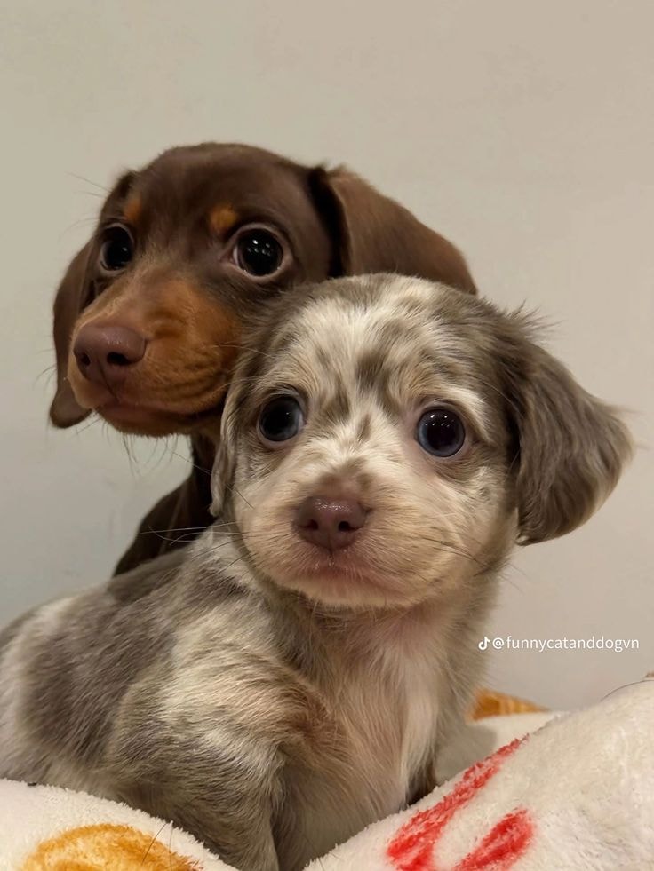 marbled and brown puppies (photo 2 of 2)