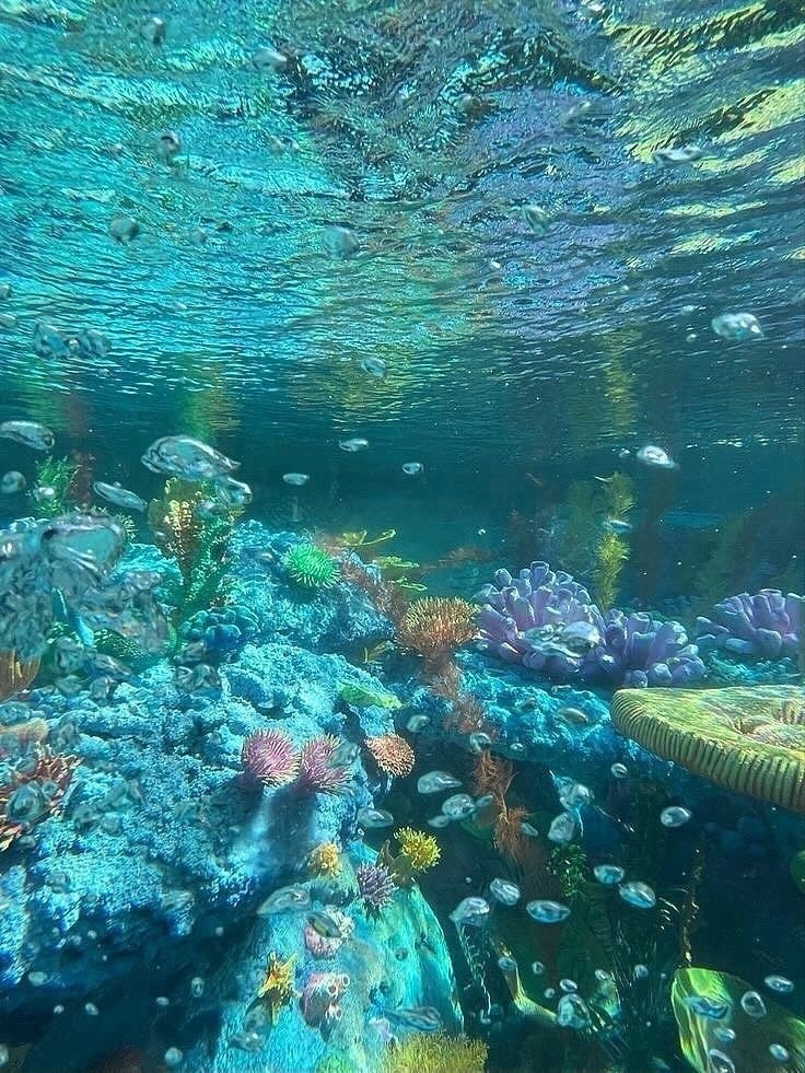 underwater coral reef sea turtle (photo 4 of 4)