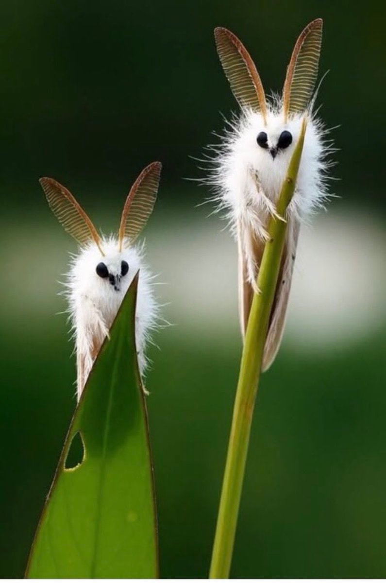Venezuelan poodle moth