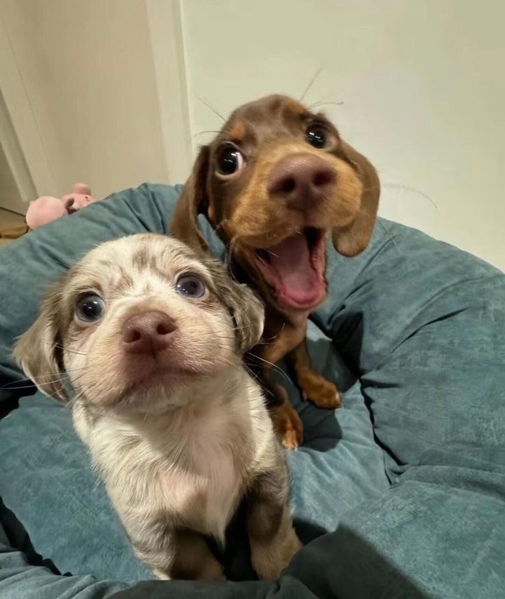 marbled and brown puppies