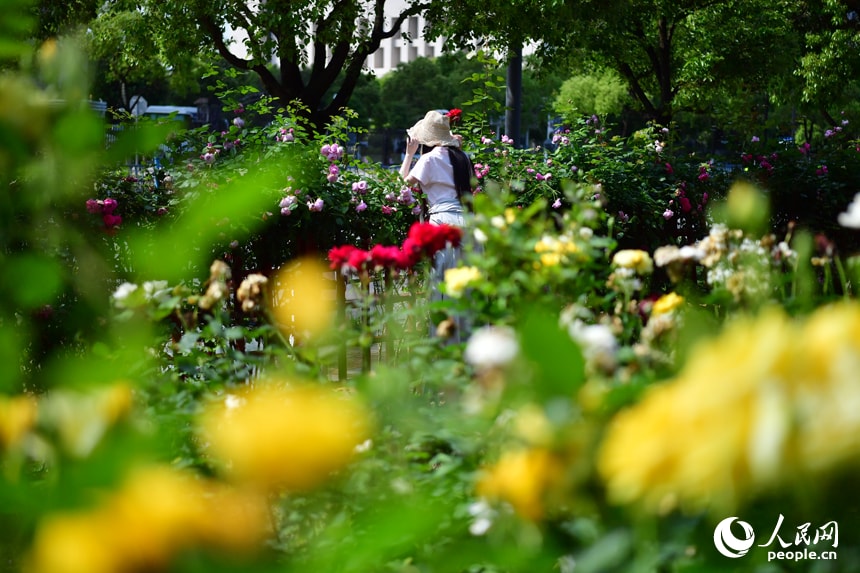 Jiangxi Honggutan Riverside Garden Roses (photo 4 of 4)