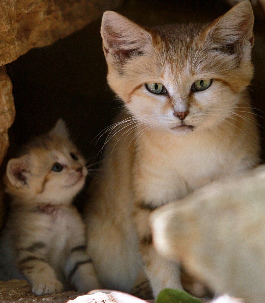 Rotem the rare sand cat and her kittens