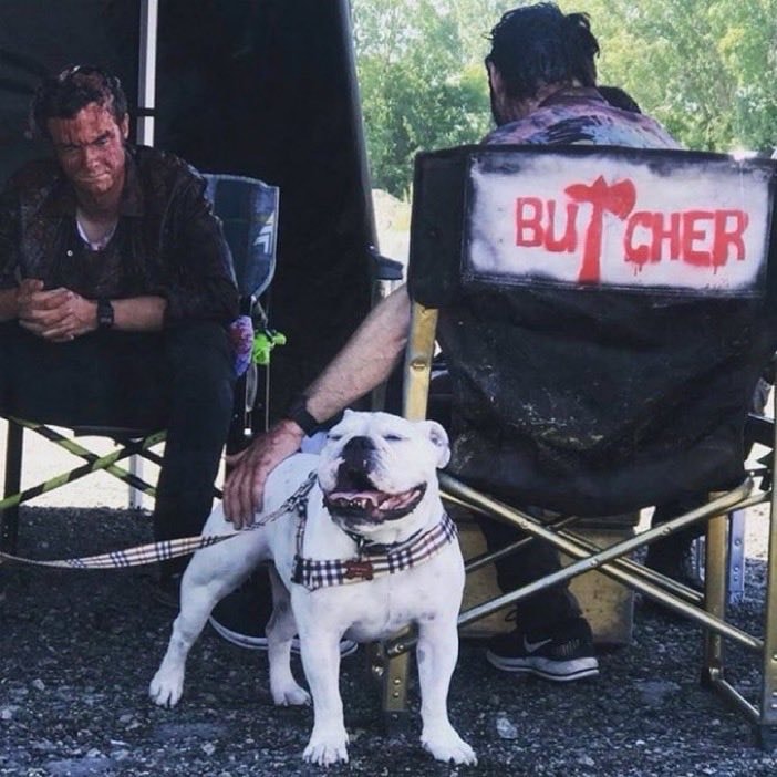 Bentley The Boys bulldog birthday 🐾 (photo 2 of 2)
