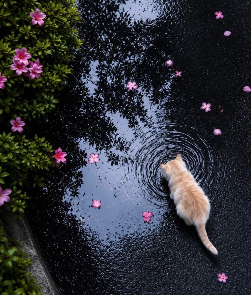 Cat with flower petals in puddle (photo 2 of 2)