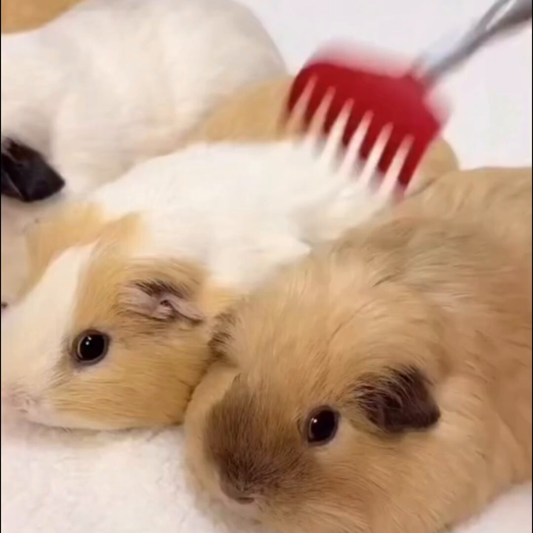 guinea pig vocalization
