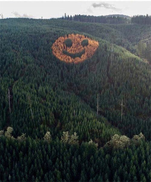 David Hampton Oregon smiley face forest