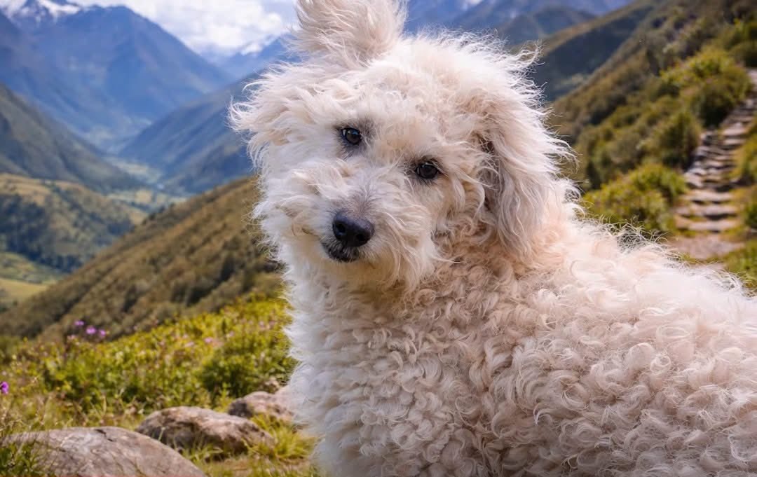 El Chaku Andino Peru breed