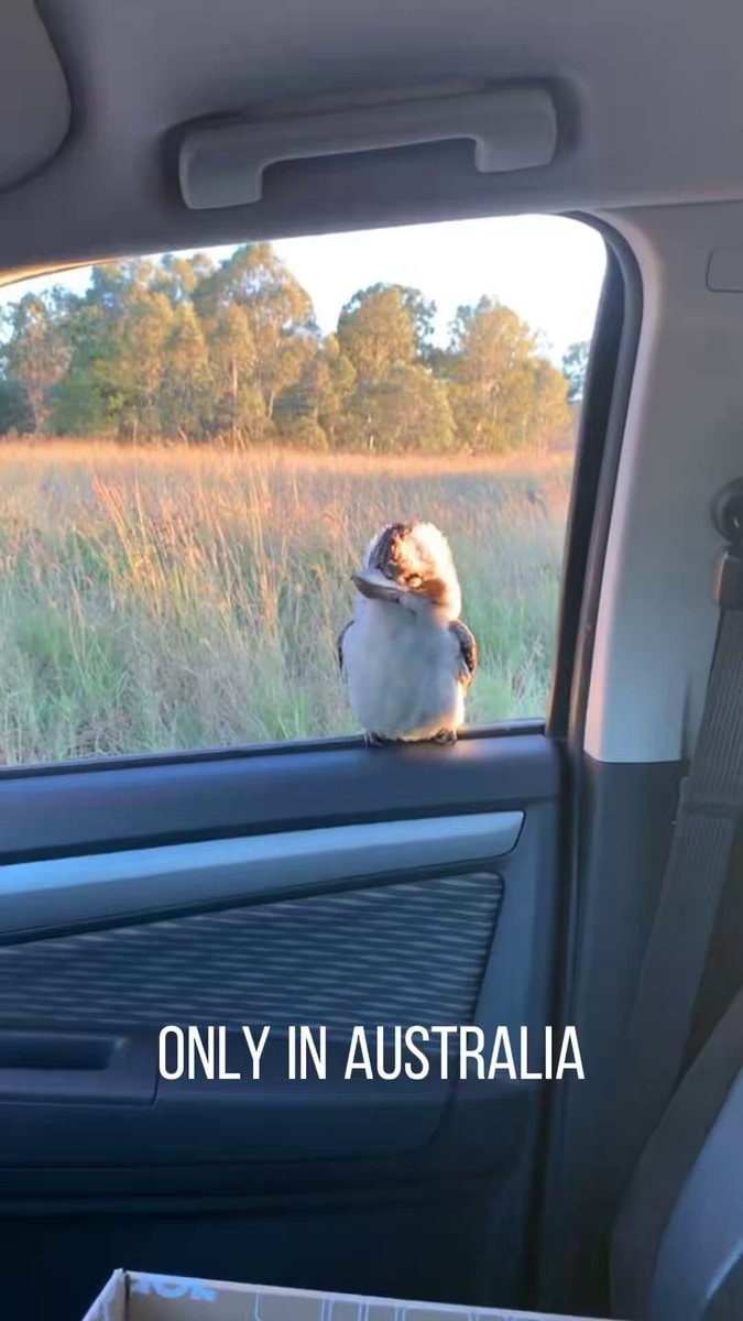 cute kookaburras