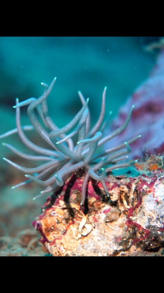 sea anemone