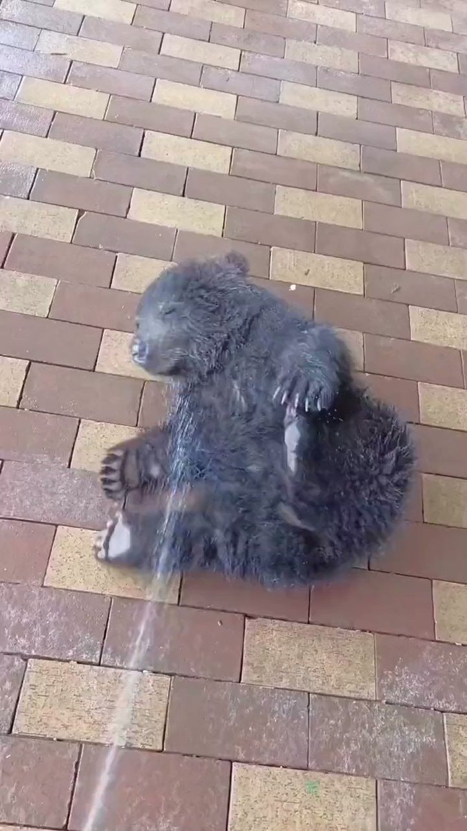 baby bear on brick patio