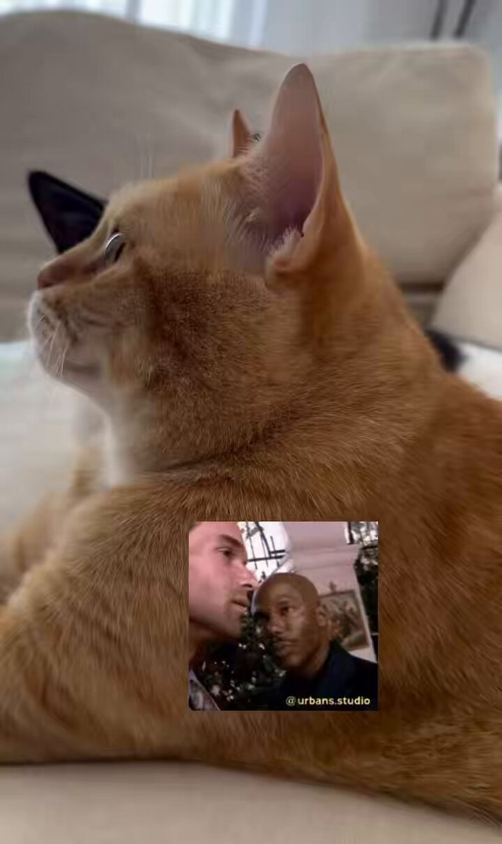 Orange cat and two men
