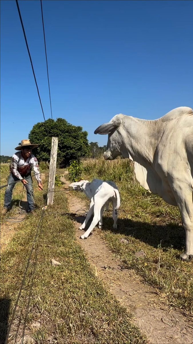Man in cowboy hat with calf