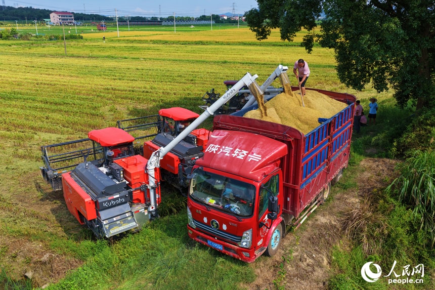 Gaofeng Village rice harvest (photo 2 of 4) Gaofeng Village rice harvest (photo 2 of 4)