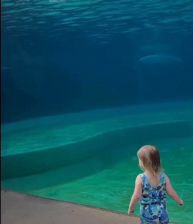 Girl meets dolphin heartwarming moment