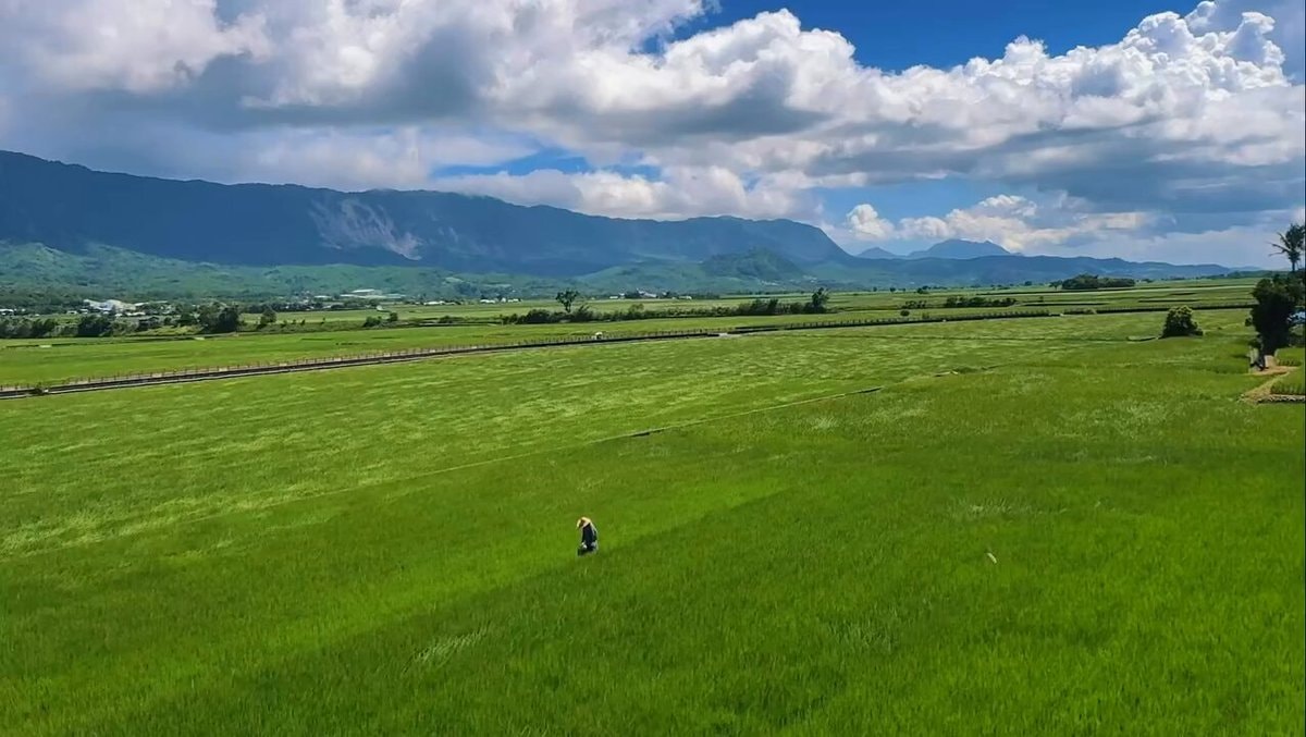 breathtaking rice field moment breathtaking rice field moment