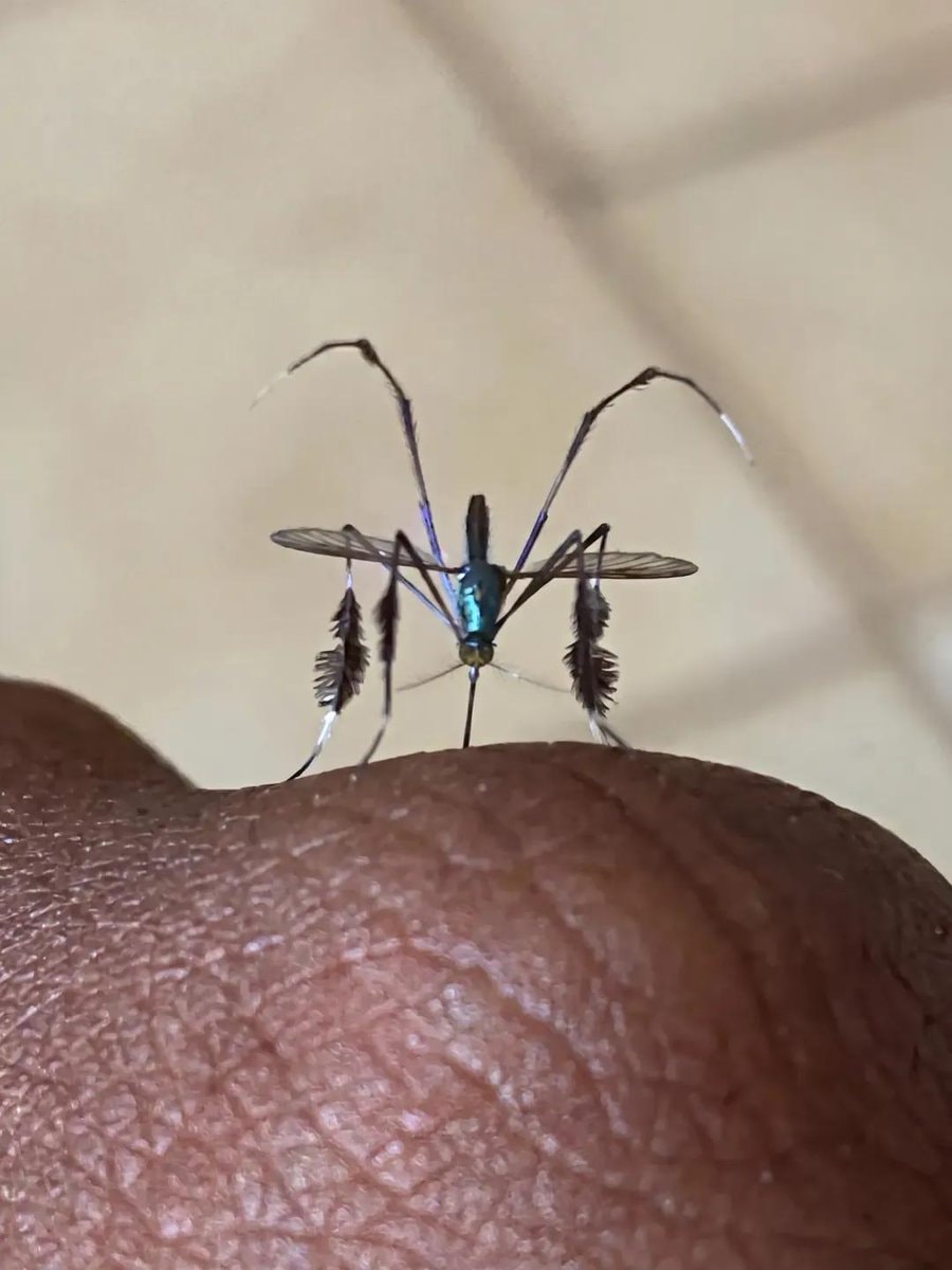 Two photos of a mosquito (photo 2 of 2)