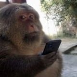 monkey holding phone