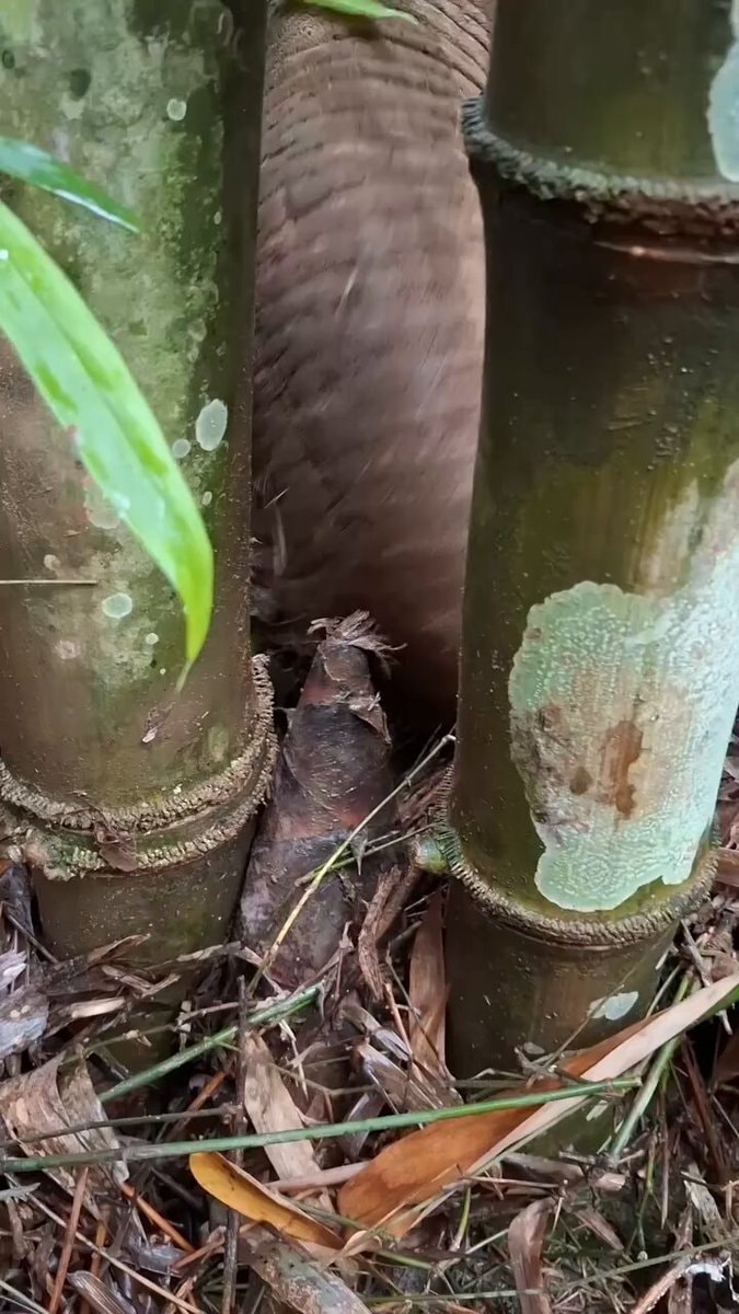 Bamboo shoot emerging from ground